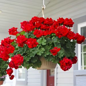 4pcs UV-Resistant Red Geranium Artificial Flowers - Perfect for Outdoor Weddings, Engagements & Home Decor, No Container Included